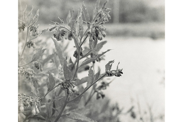 Picture of plants made with plant developer